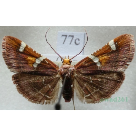 Pyralis regalis Denis & Schiffermüller, 1775 Slovakia77c